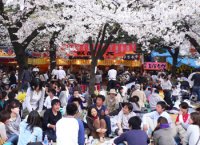 Цветение сакуры: японцы избавляются от стресса